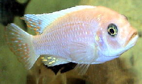 Maylandia estherae Minos reef