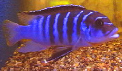 Maylandia zebra Chilumba BB