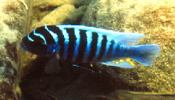 Maylandia zebra Chiofu Bay
