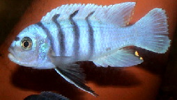 Maylandia zebra Galireya Reef