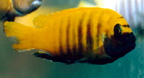 Maylandia zebra Gold Kawanga