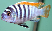 Maylandia zebra YELLOW CHIN Eccles Reef