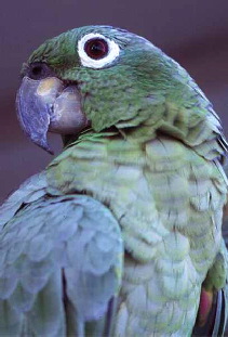 Mealy_Amazon1