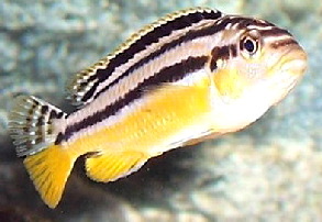 Mel auratus female