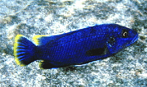 Melanochromis Blue (Chilumba)