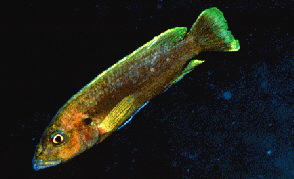 Melanochromis Blue (Chilumba) 1