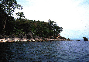 Melanochromis Blue (Chilumba) 2