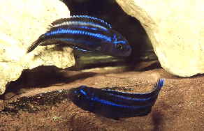 Melanochromis_cyaneorhabdos__maingano