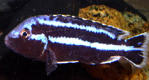 Melanochromis parallelus male