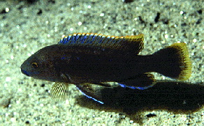 Melanochromis sp. Blue