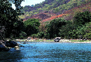 Melanochromis sp. Blue 1