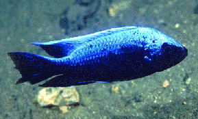 Mloto White Top �Lupingu�