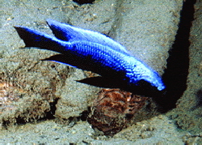 Mloto White Top �Lupingu�1