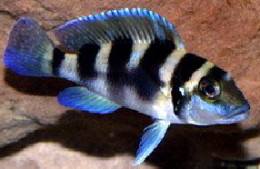 Neo_tretocephalus