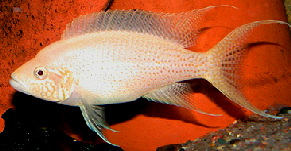 Neol brichardi albino