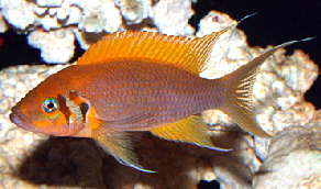 Neol pulcher daffodil1