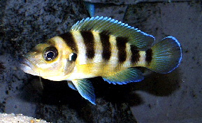 Neolamprologus-sexfasciatus
