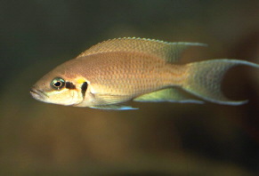 Neolamprologus brichardi02