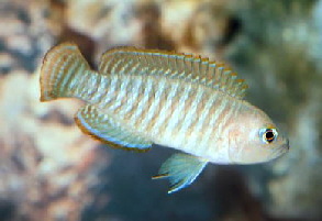 Neolamprologus multifasciatus