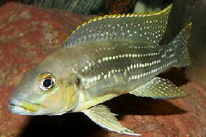 Neolamprologus tetracanthus1