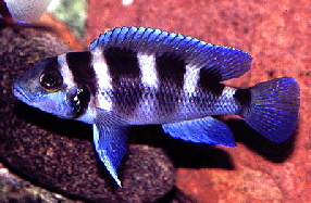 Neolamprologus tretocephalus