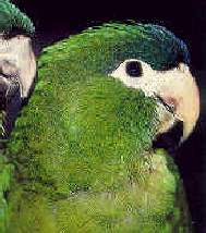 Noble