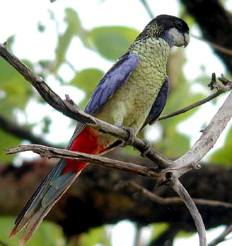 NorthernRosella
