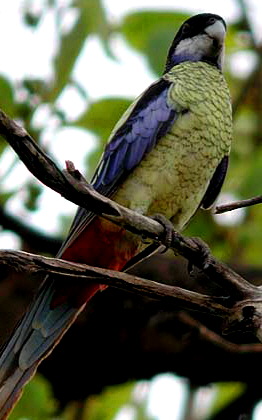 NorthernRosella1