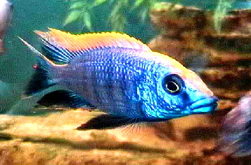 Otopharynx