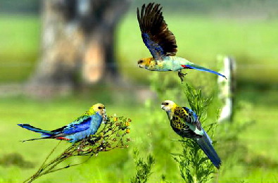 Pale-headed-Rosellas02