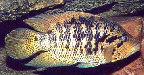 Para friedrichsthallii