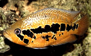 Parac loiselli