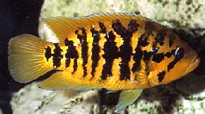 Parachromis_friedeichsthalii