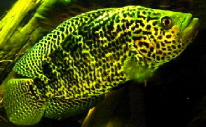 Parachromis_managuensis