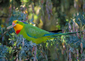 Parrot_Superb