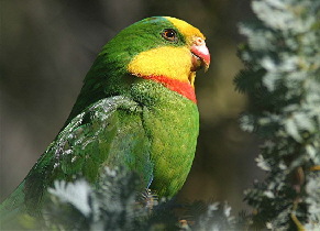 Parrot_Superb23