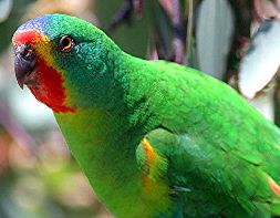 Parrot_Swift3