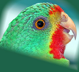 Parrot_Swiftjpg