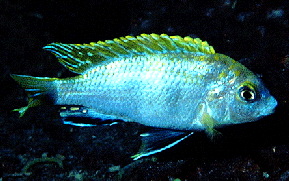 Perlmutt �Higga Reef�