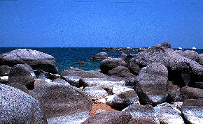 Perlmutt �Higga Reef�1