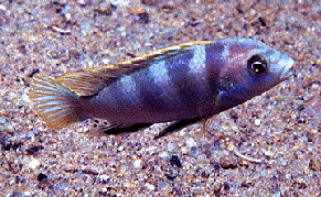 Perlmutt �Ngkuyo�