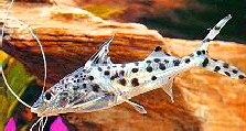 Pictus