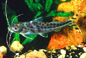 Pimelodus_pictus