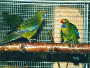 Platycercus_caladonicus2