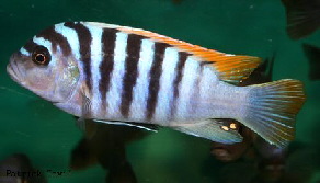 Pseudotropheus cf. emmiltos