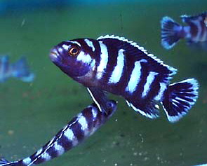 Pseudotropheus_demasoni_e