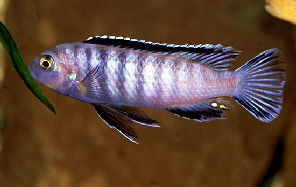 Pseudotropheus_elongatus_m_-6