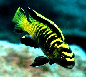 Pseudotropheus flavus