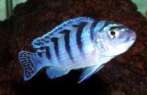Pseudotropheus_lombardoi