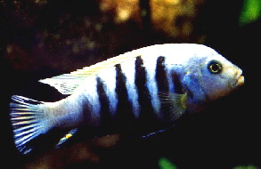 Pseudotropheuskingsizei1